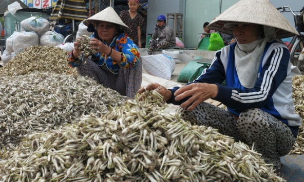 Củ kiệu miền Trung bắt đầu hút hàng, tăng giá ở Sài Gòn