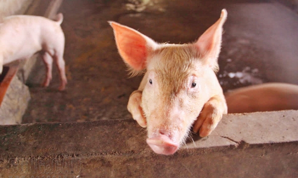 Giá heo hơi ổn định ngày cận Tết