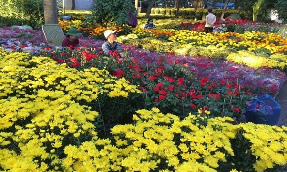 10 chợ hoa Tết hút khách nhất TP.HCM