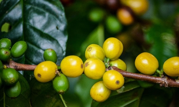 Giá nhiều hợp đồng tương lai của cà phê tăng mạnh