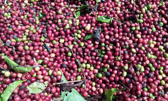 Nguồn cung dồi dào, giá cà phê 21/1 tiếp tục giảm
