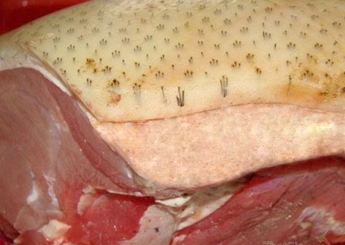 Phân biệt thịt lợn rừng đúng chuẩn