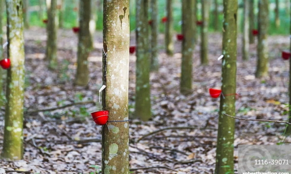 Giá cao su Nhật Bản tăng nhờ kỳ vọng kinh tế Mỹ phục hồi