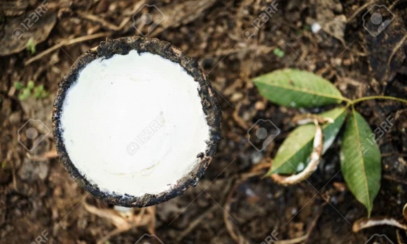 Giá cao su thế giới đồng loạt giảm