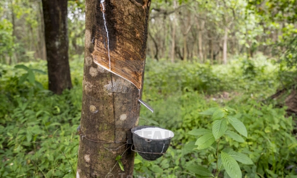 COVID-19 bùng phát trở lại tại Trung Quốc kéo giá cao su đi xuống 