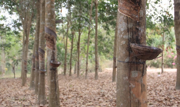 Cao su thế giới đồng loạt lao dốc