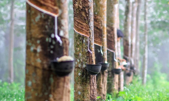 Giá cao su thế giới tăng theo sàn Thượng Hải