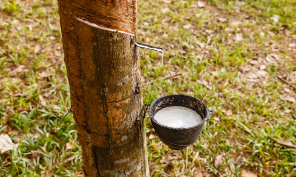 Cao su Thượng Hải tăng giá do lo ngại nguồn cung thiếu hụt