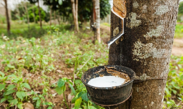 Cao su thế giới giữ mức giá cao do nguồn cung khan hiếm