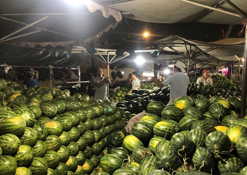 Dưa hấu chưng Tết trúng mùa, được giá