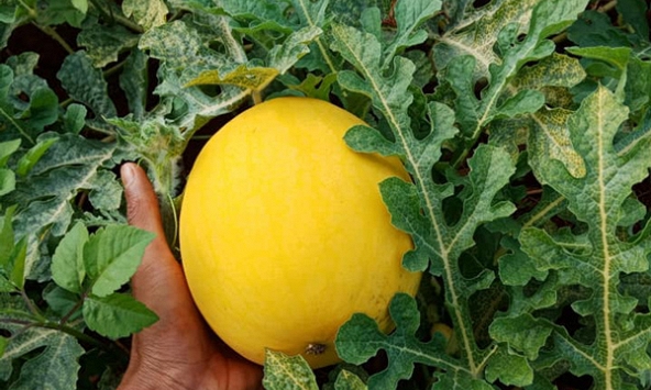 Dưa hấu vàng ruột đỏ đắt hàng dịp tết