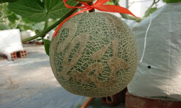 Lần đầu ra thị trường, dưa lưới tạo hình thư pháp 'cháy hàng', hút khách