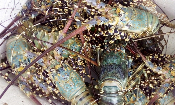 Giá tôm hùm lao dốc ngày cận tết, người nuôi lỗ nặng