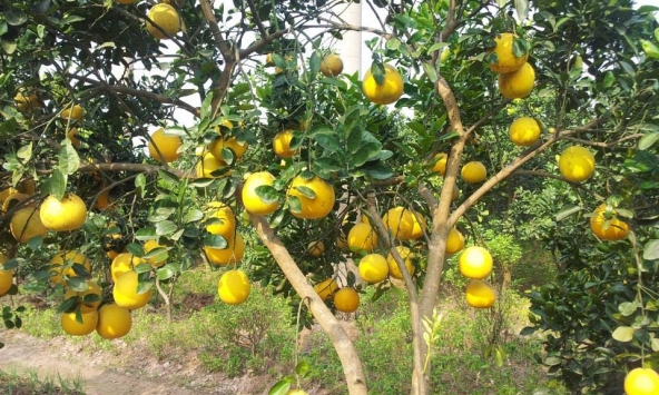 Cách mua bưởi Diễn cực chuẩn trong dịp tết