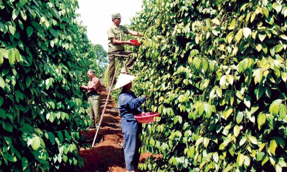 Giá tiêu tiếp tục giảm, còn 52.500 đồng/kg