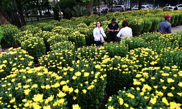 Hoa kiểng Tết tấp nập về Sài Gòn