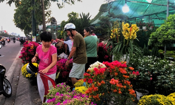 Sài Gòn rực rỡ sắc hoa, cây cảnh ngày cận Tết