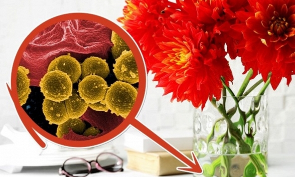 Làm thế nào để giữ hoa tươi, lâu tàn suốt Tết