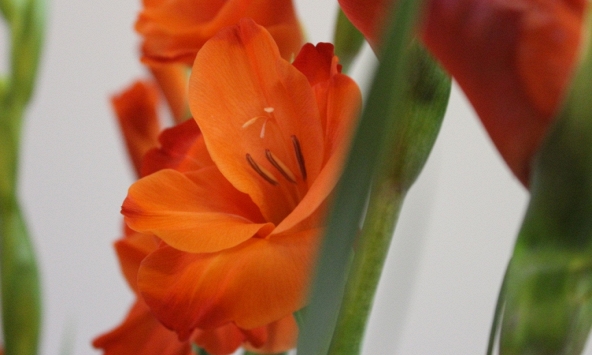 Những loại hoa Tết may mắn cho gia đình