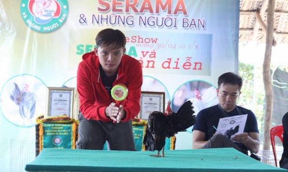 Nuôi “gà siêu mẫu” kiếm tiền khủng