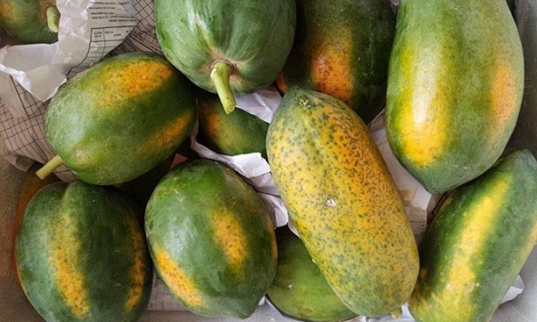 Phân biệt đu đủ chín cây và chín ép