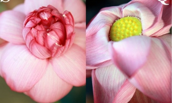 Phân biệt hoa sen và hoa quỳ để tránh bị mua nhầm