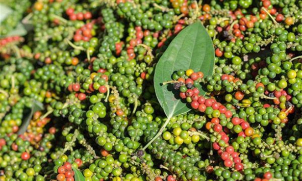 Hồ tiêu Việt Nam năm 2021 sẽ giảm diện tích, tăng chất lượng