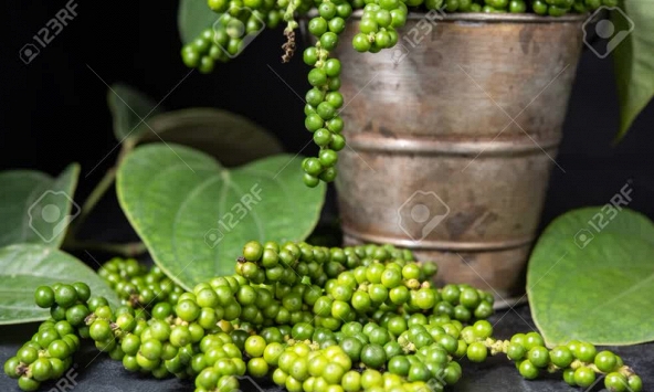 Giá tiêu đồng loạt giảm, doanh nghiệp cùng đại lý tích cực gom hàng