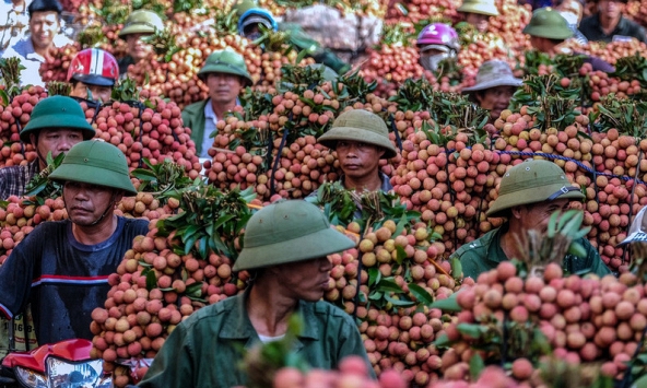 Nhật Bản chính thức mở cửa cho vải thiều Việt Nam