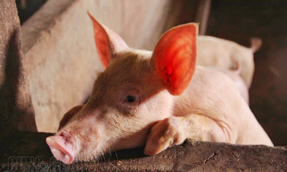 Giá heo hơi bắt đầu giảm do lượng tiêu thụ chững lại