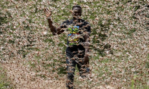 Thảm họa châu chấu tràn lan tại Kenya miền đông châu Phi