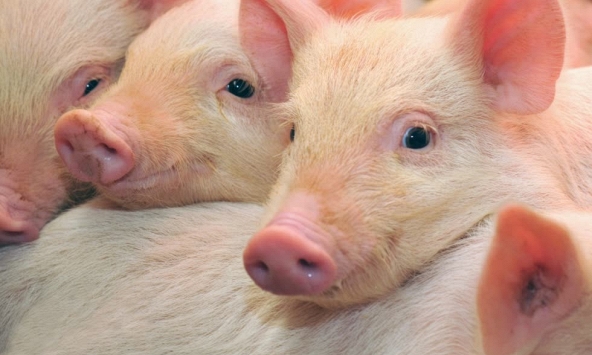 Giá heo hơi tiếp tục tăng trên diện rộng?