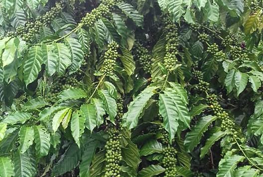 Sắc đỏ bao trùm giao dịch thế giới, cà phê Tây Nguyên giảm 200 đồng/kg