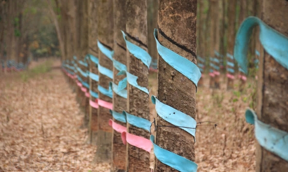 Sắc xanh quay trở lại sàn giao dịch cao su 5/2