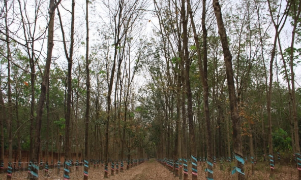 Sàn giao dịch cao su thế giới ngập sắc đỏ suốt tuần qua