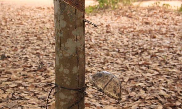 Giao dịch cao su vẫn ảm đạm, giá tiếp tục giảm trên các sàn