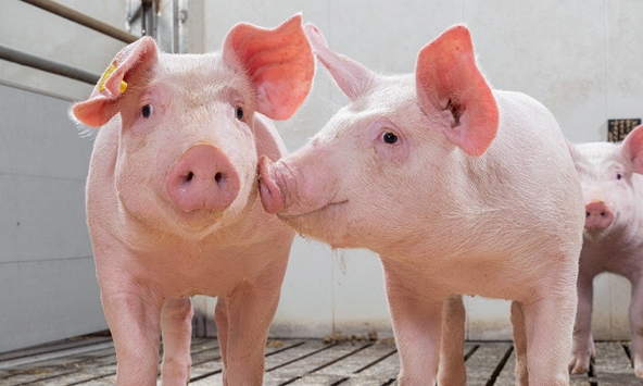 Giá heo hơi khả năng tiếp tục giảm do dịch corona và các chính sách bình ổn?