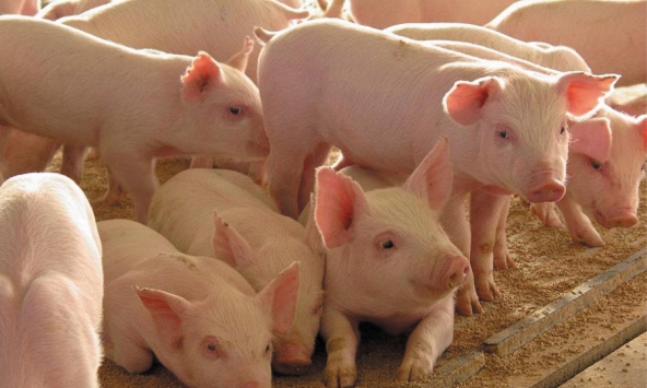 Giá heo hơi giảm nhẹ những ngày sau Tết?