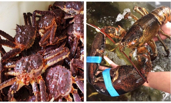 Tôm hùm Alaska, cua hoàng đế đồng loạt tăng giá trong khi dịch virus corona bùng phát