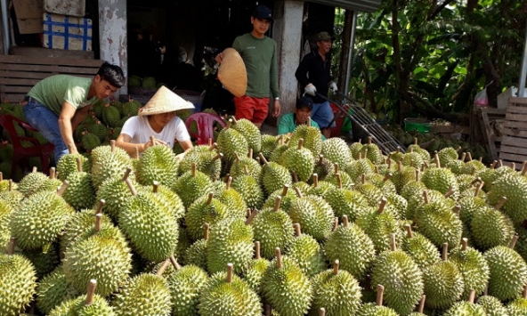 Trái cây miền Tây rớt giá thảm hại vì dịch virus corona