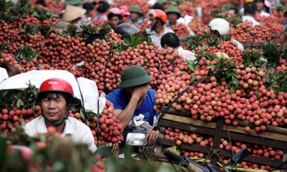 Bộ Công Thương kiến nghị hỗ trợ tiêu thụ nông sản vì virus corona