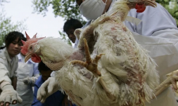 Hàng trăm triệu con gà ở Trung Quốc có thể bị chết đói vì dịch virus corona