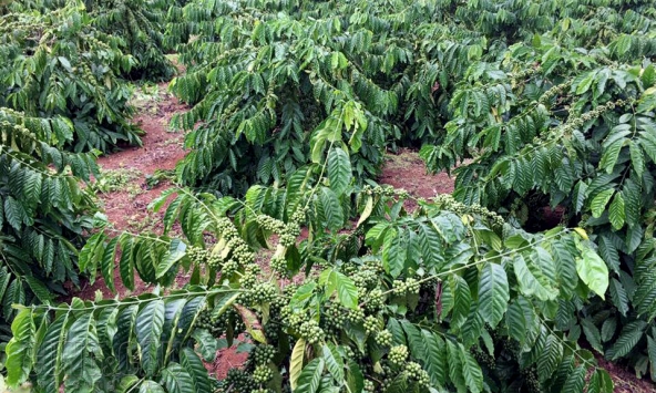 Cà phê thế giới phục hồi, giá trong nước tăng 300 đồng/kg