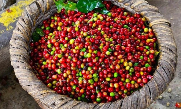 Thị trường cà phê tiếp tục ảm đạm, giá cà phê Tây Nguyên giảm nhẹ 