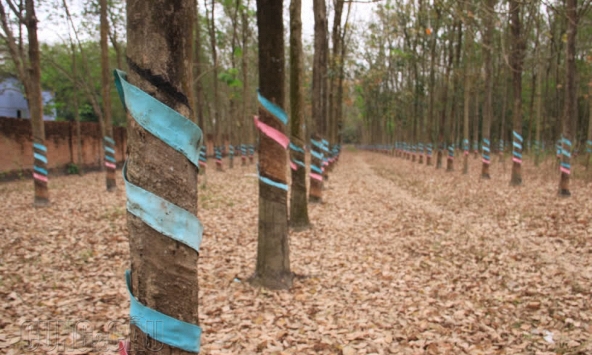 Giá cao su tăng bất kể giao dịch thế giới trầm lắng