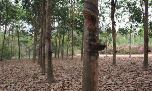 Giao dịch cao su 7/2 trái chiều trên các sàn