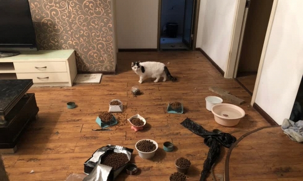 Cuộc chạy đua giải cứu hàng ngàn thú cưng bị bỏ rơi do virus corona ở Vũ Hán