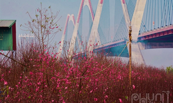 Vườn đào Nhật Tân bừng nở rực rỡ, tạm xua đi những âu lo về dịch bệnh covid-19