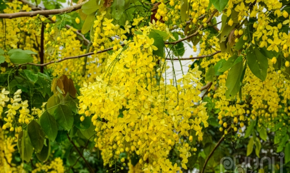 Muồng hoàng yến phủ vàng ven Hồ Tây