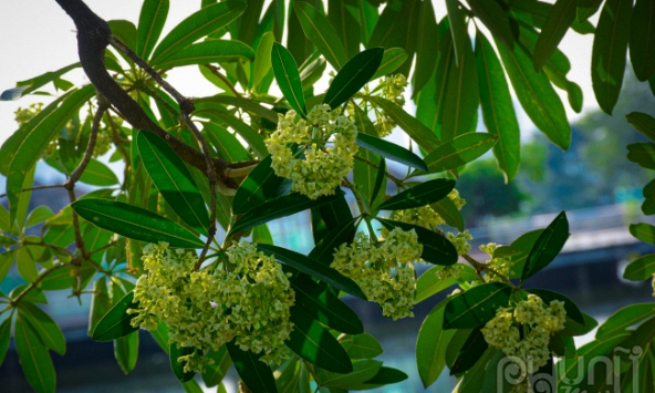 Hoa sữa bắt đầu “xâm chiếm” Hà Nội